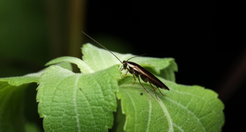 Insect Bingo, resort in Nashik
