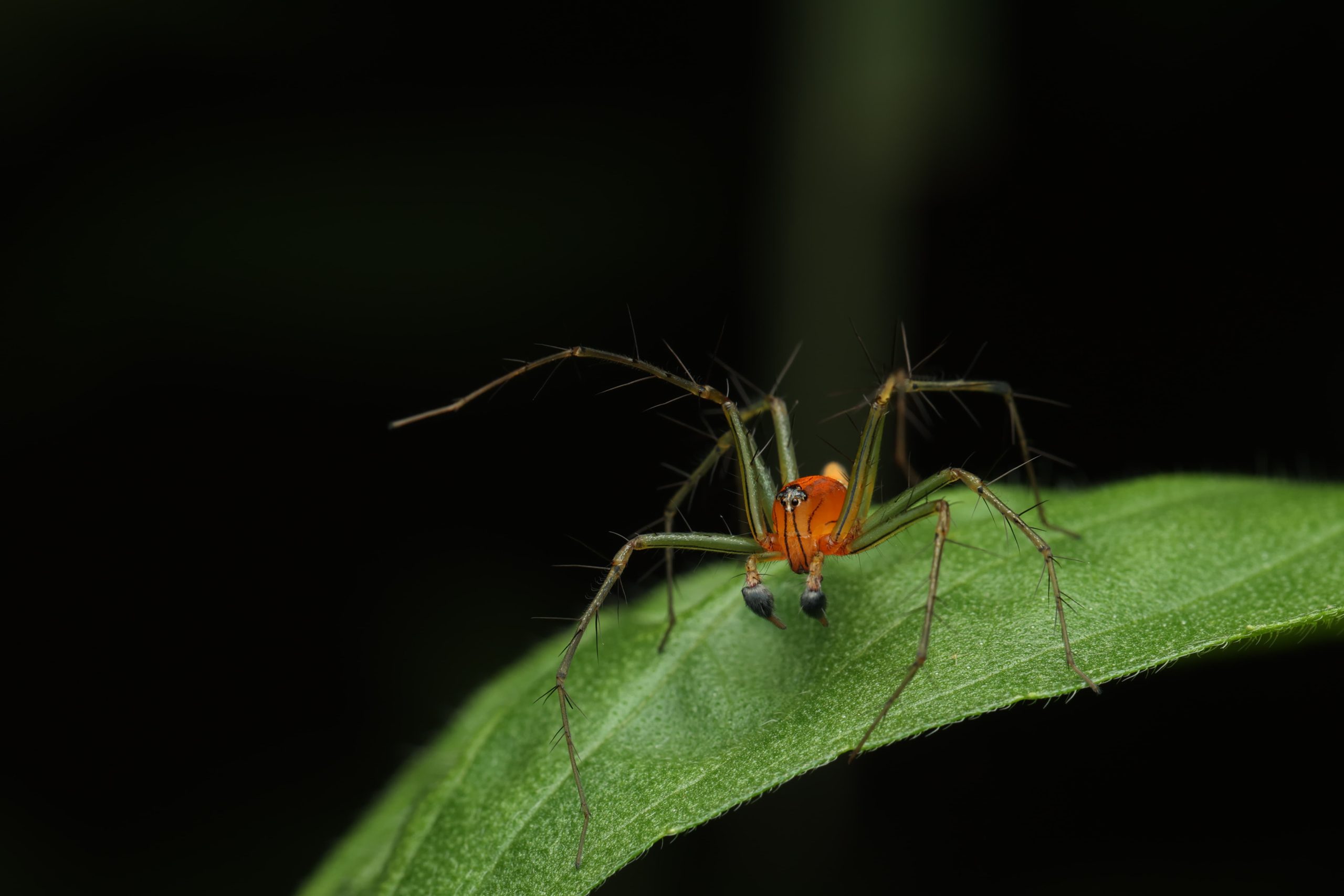 Micro Photography - Event - Grape County Eco Resort & Villas - Resort in Nashik