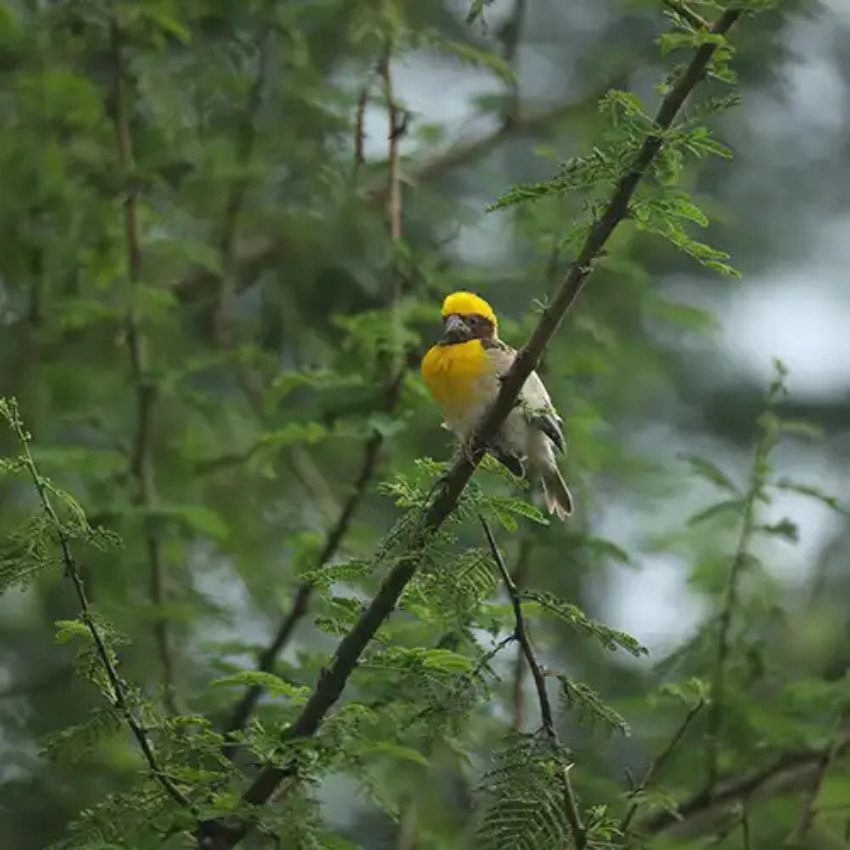 Grape-County-eco-resort-home-bird Grape County eco resort home bird - Home - Grape County Eco Resort & Villas - Resort in Nashik