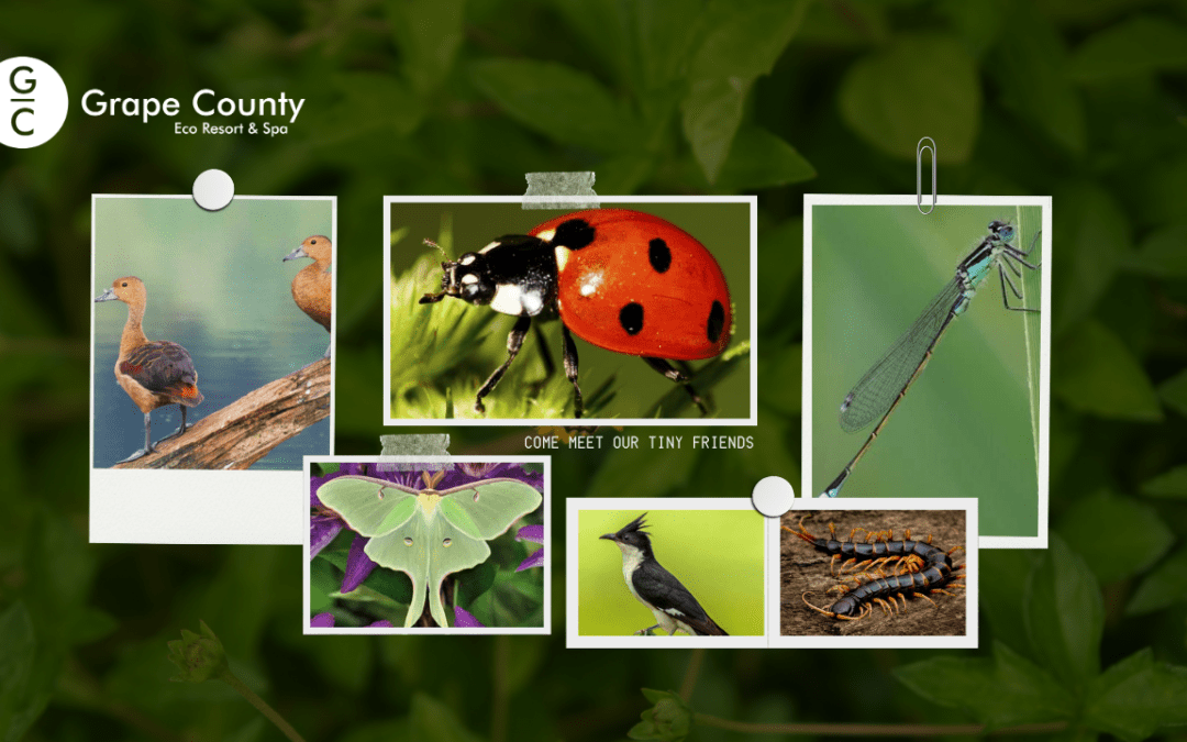 Monsoon Birds and Insects at Grape County: Discover Nature’s Hidden Wonders at the Best Resort in Nashik for Family