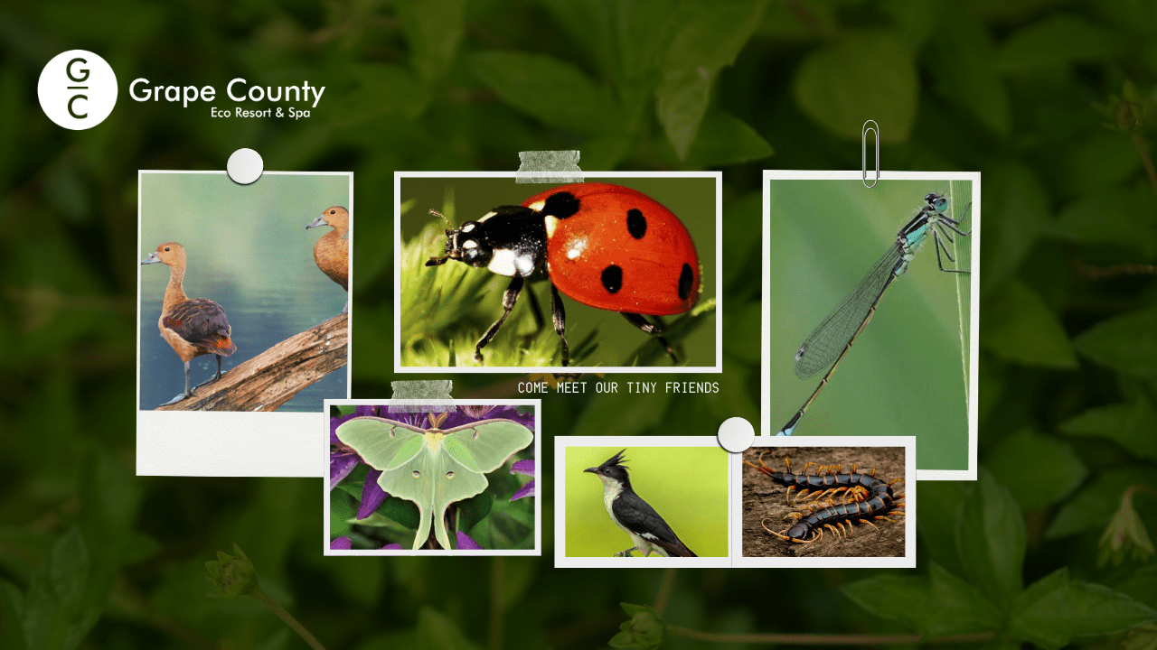 219 Grape County_Monsoon Insects & Birds