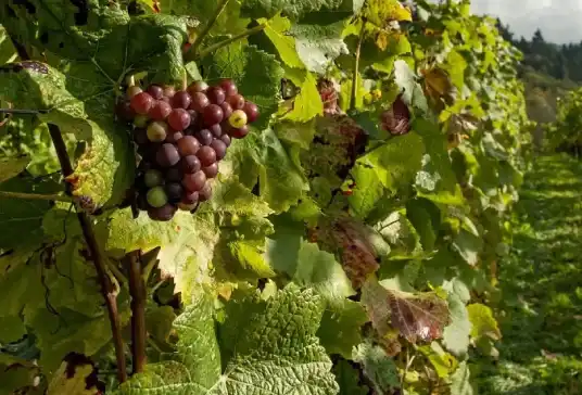 Local wineries - Experiences - Grape County Eco Resort & Villas - Resort in Nashik