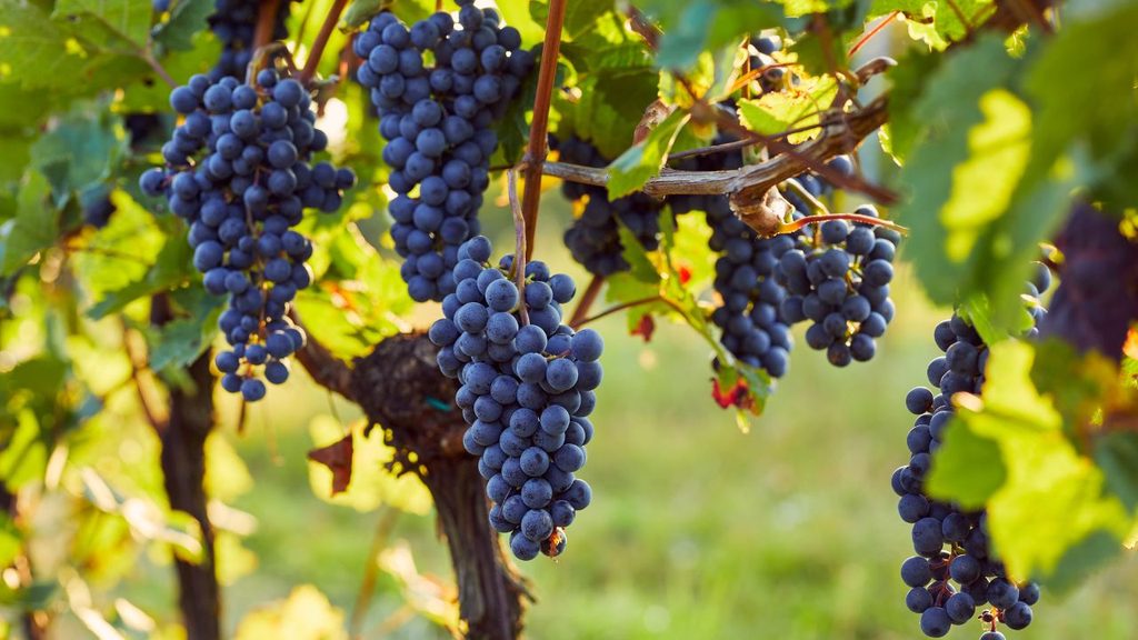Nashik – India’s Own Wine City - Grape County Eco Resort & Villas - Resort in Nashik image27 - Nashik – India’s Own Wine City - Grape County Eco Resort & Villas - Resort in Nashik